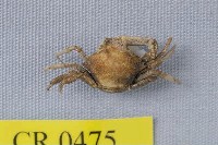 藏品(白紋短角蟹)的圖片